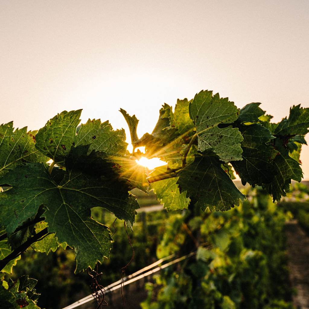 It’s Harvest Season (Already): Celebrating French Bloom’s Bounty and its Early Harvest in Languedoc, France